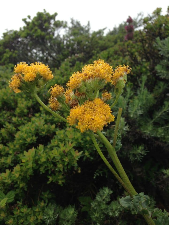 Senecio aronico