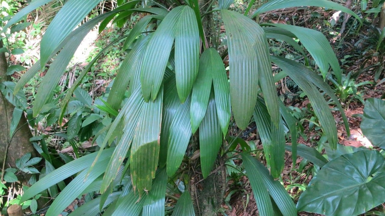 Asplundia 3
