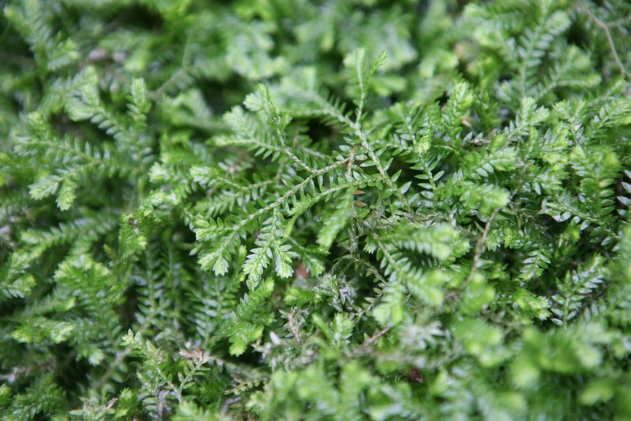 Schmalblättriger Moosfarn 10