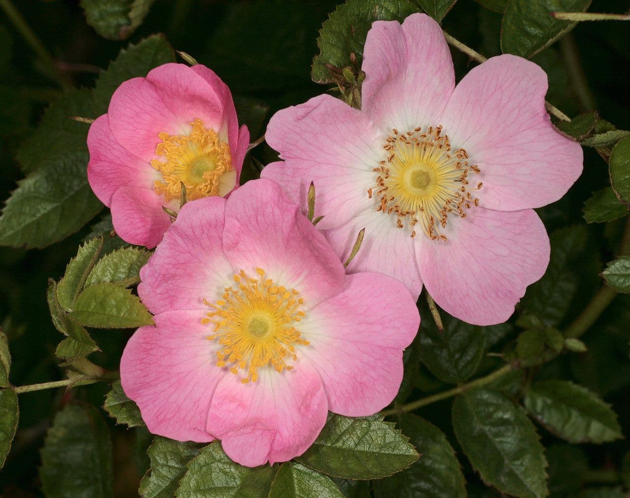 Sherards Rosen 6