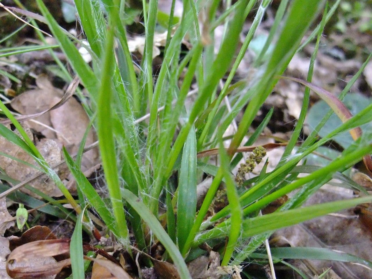 Kosmatka Forstera 15