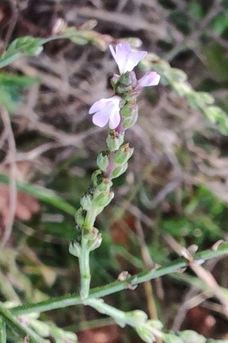 Verbena comune 3