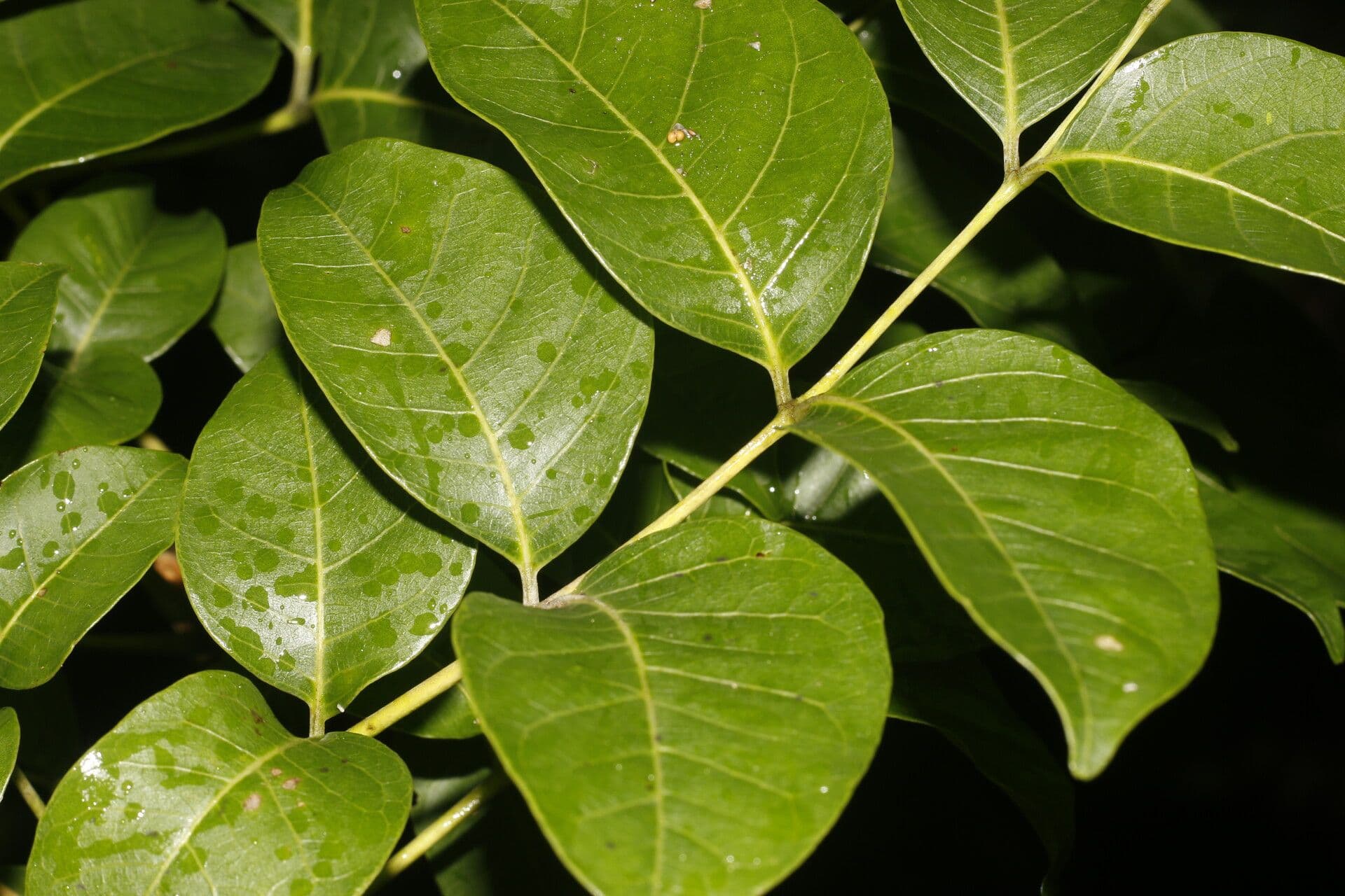 Quassia amara 11