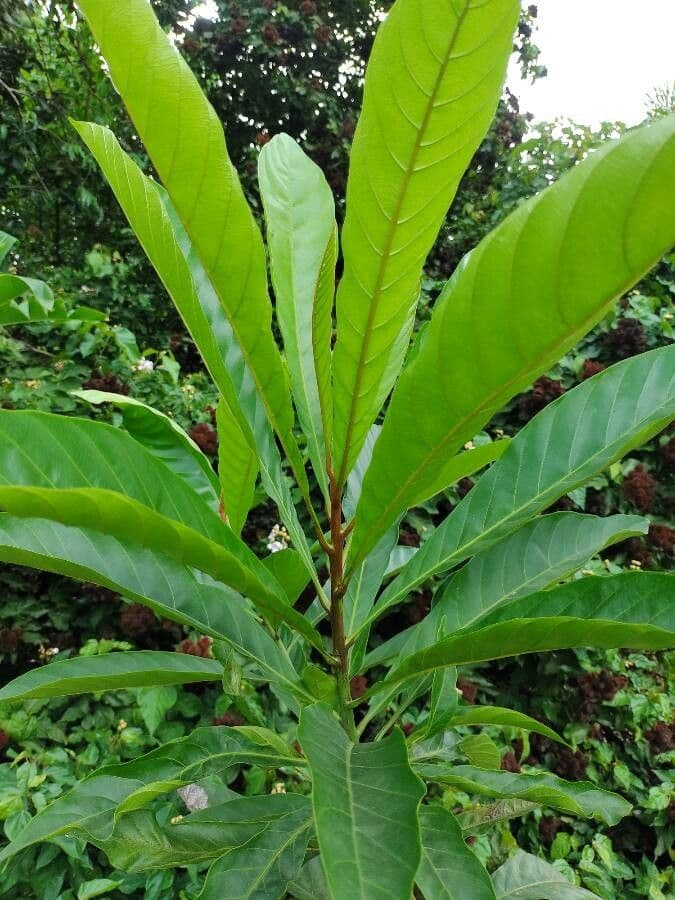 Pouteria