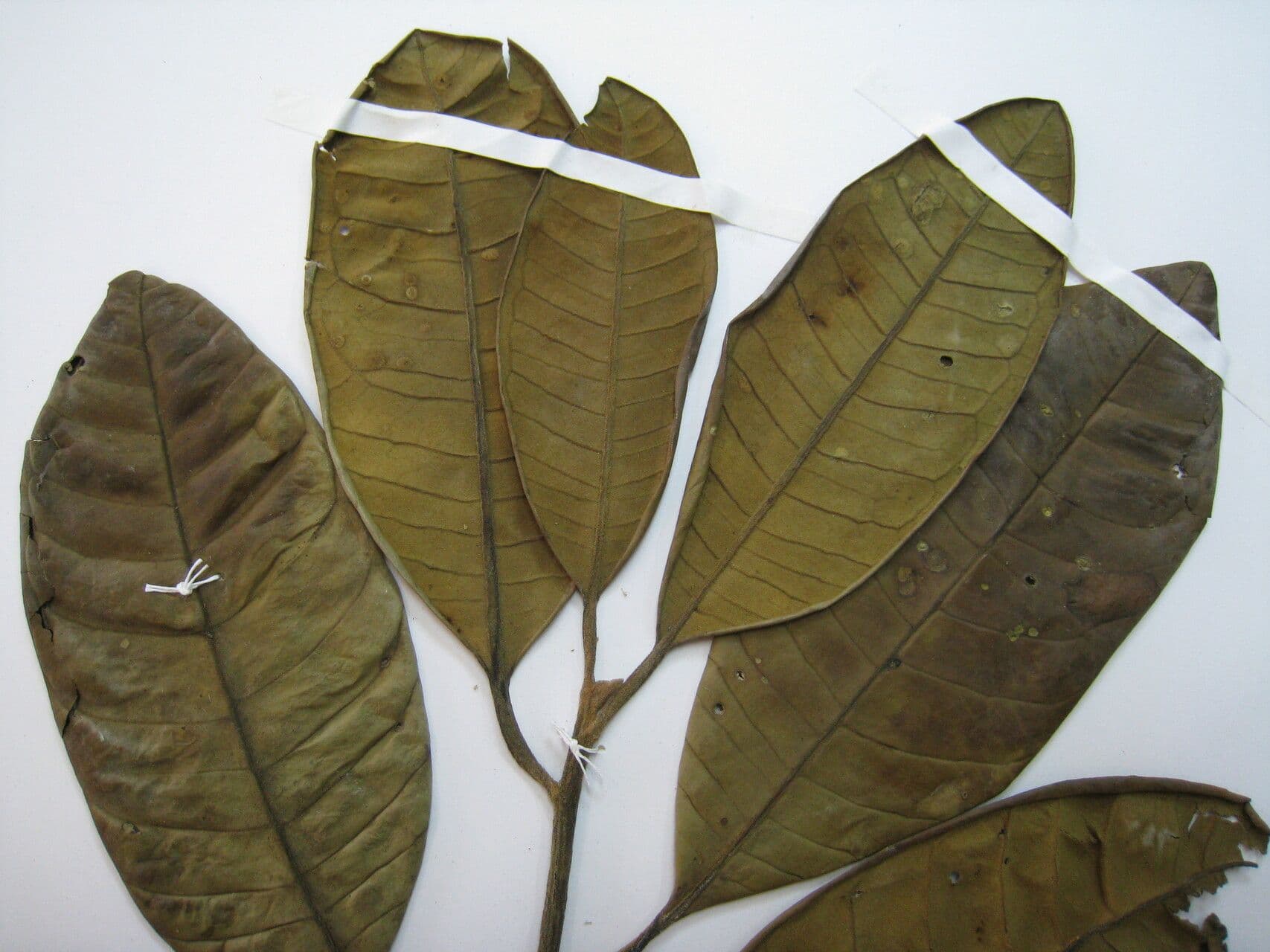 Aspidosperma 6
