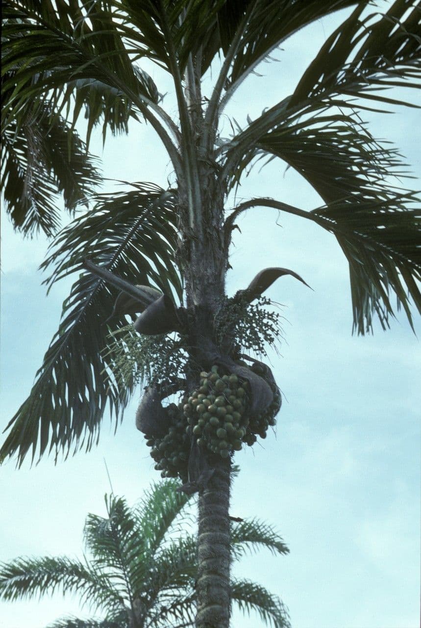 Baktis 6