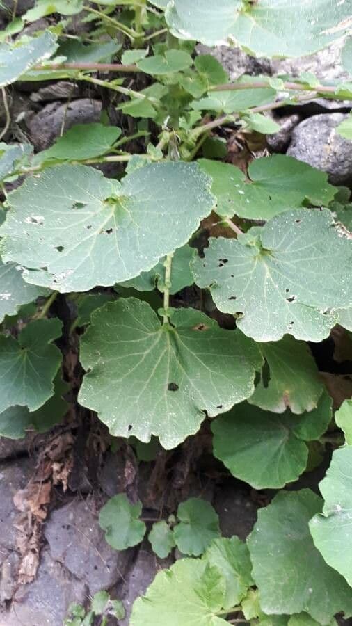 Pericallis 10
