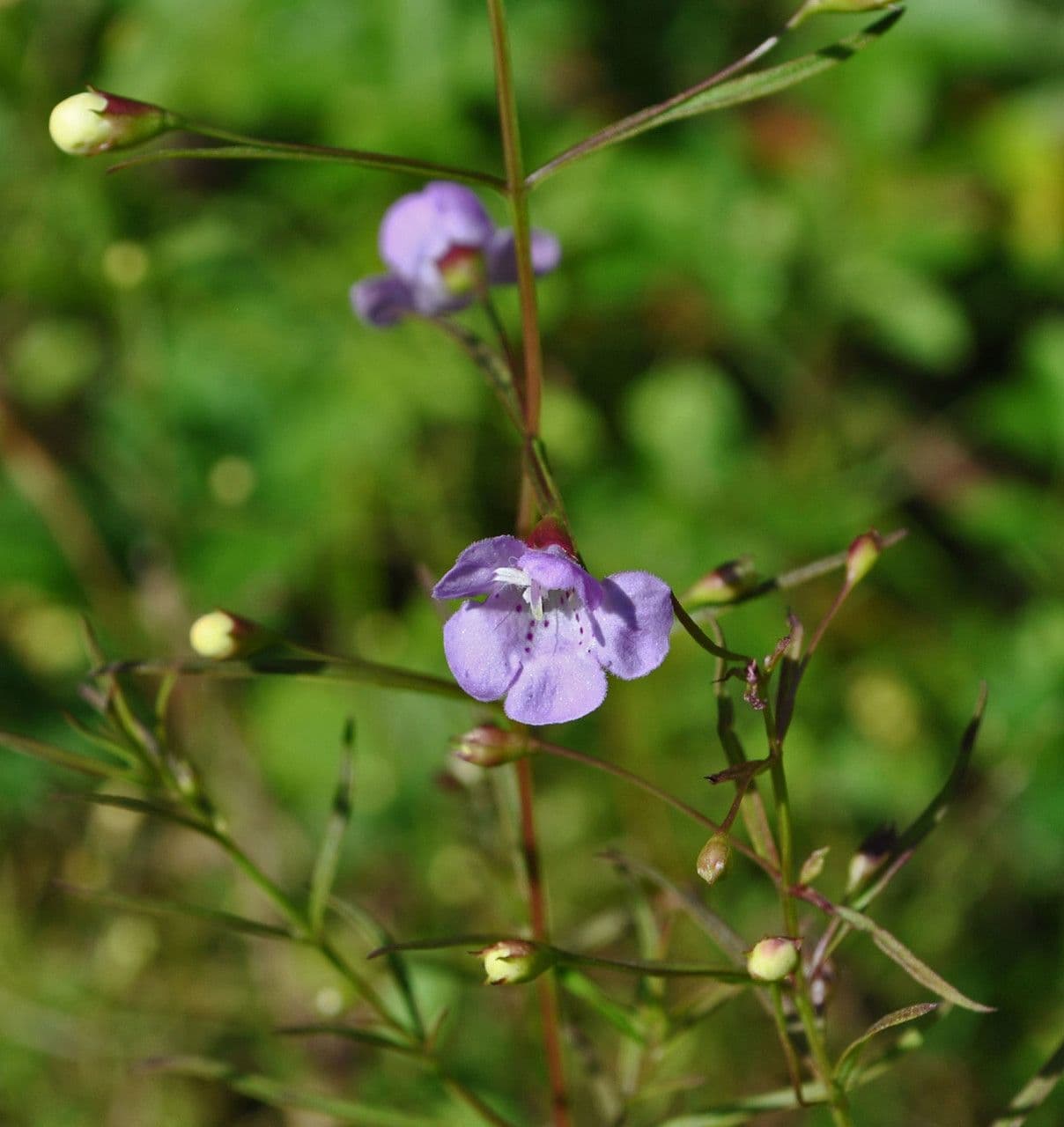 Schmalblättriges Gauklerblümchen 6