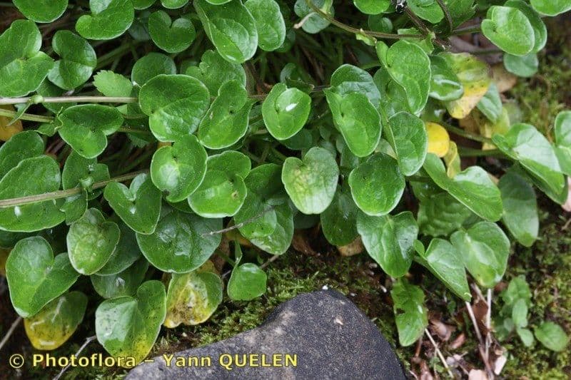 Cochlearia pyrenaica 13