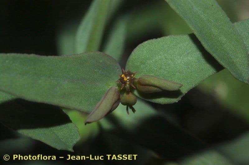 Euforbia dragoncello 3