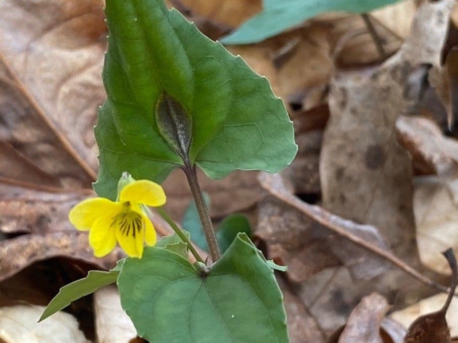 Viola hastata 5