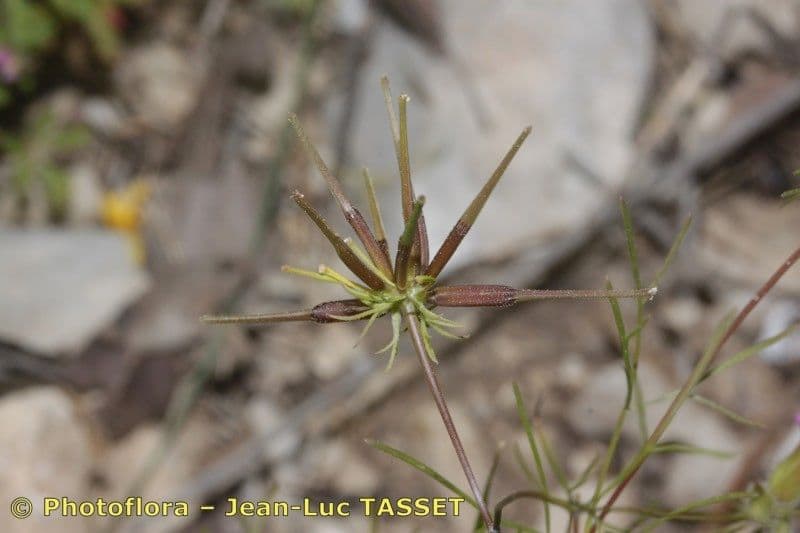 Scandice stellata 4