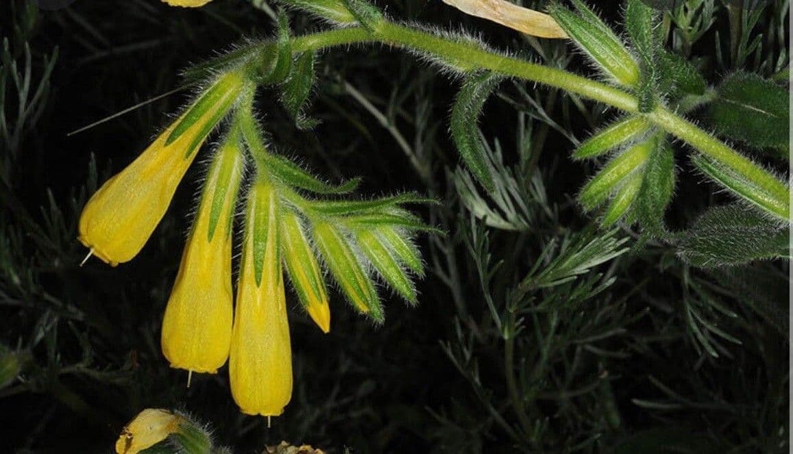 Onosma 2