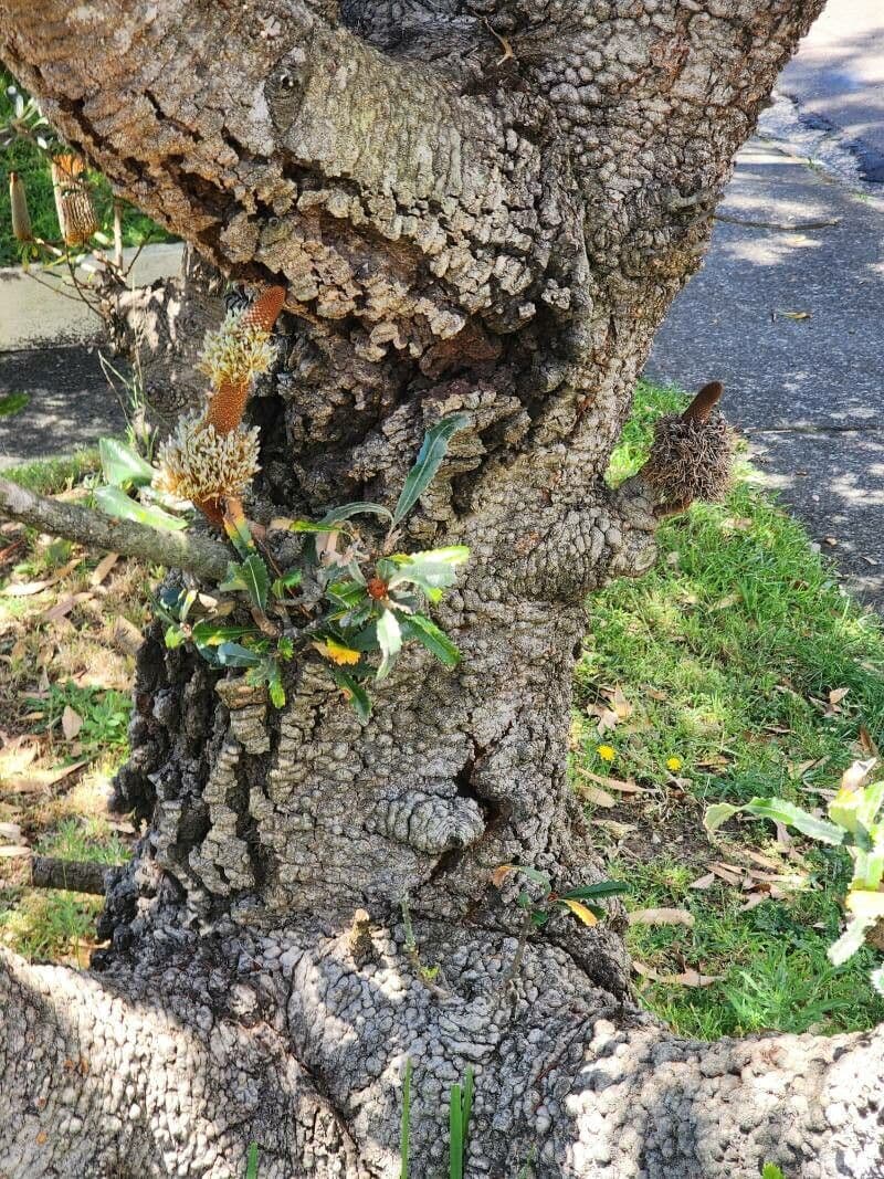 Banksia 18