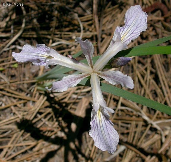 Iris