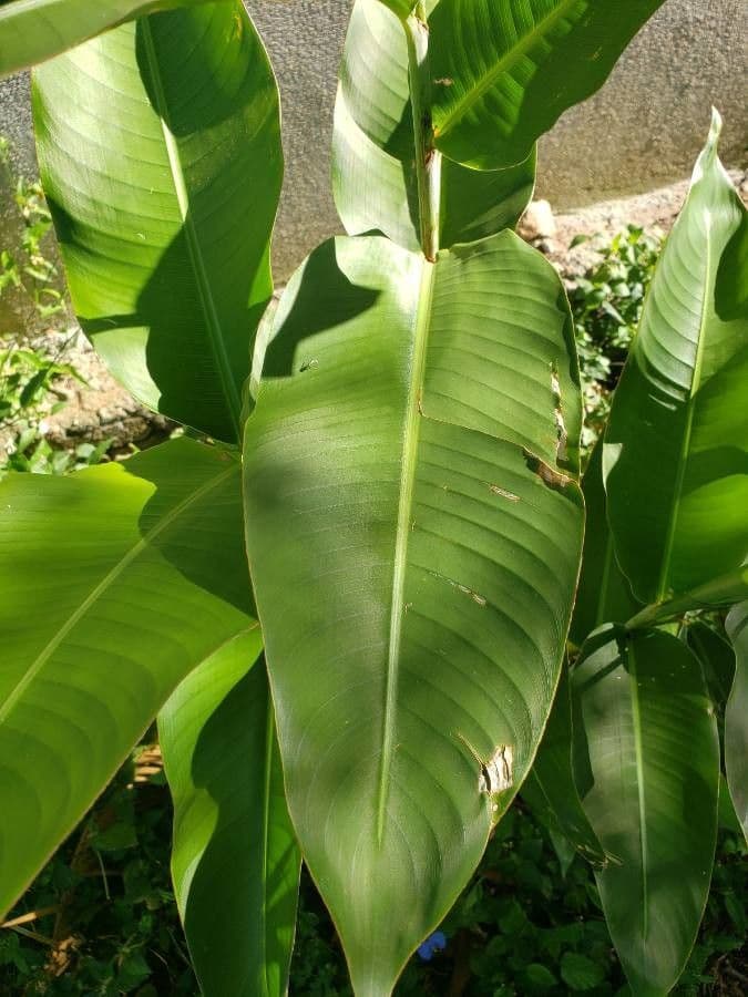 Heliconia 6
