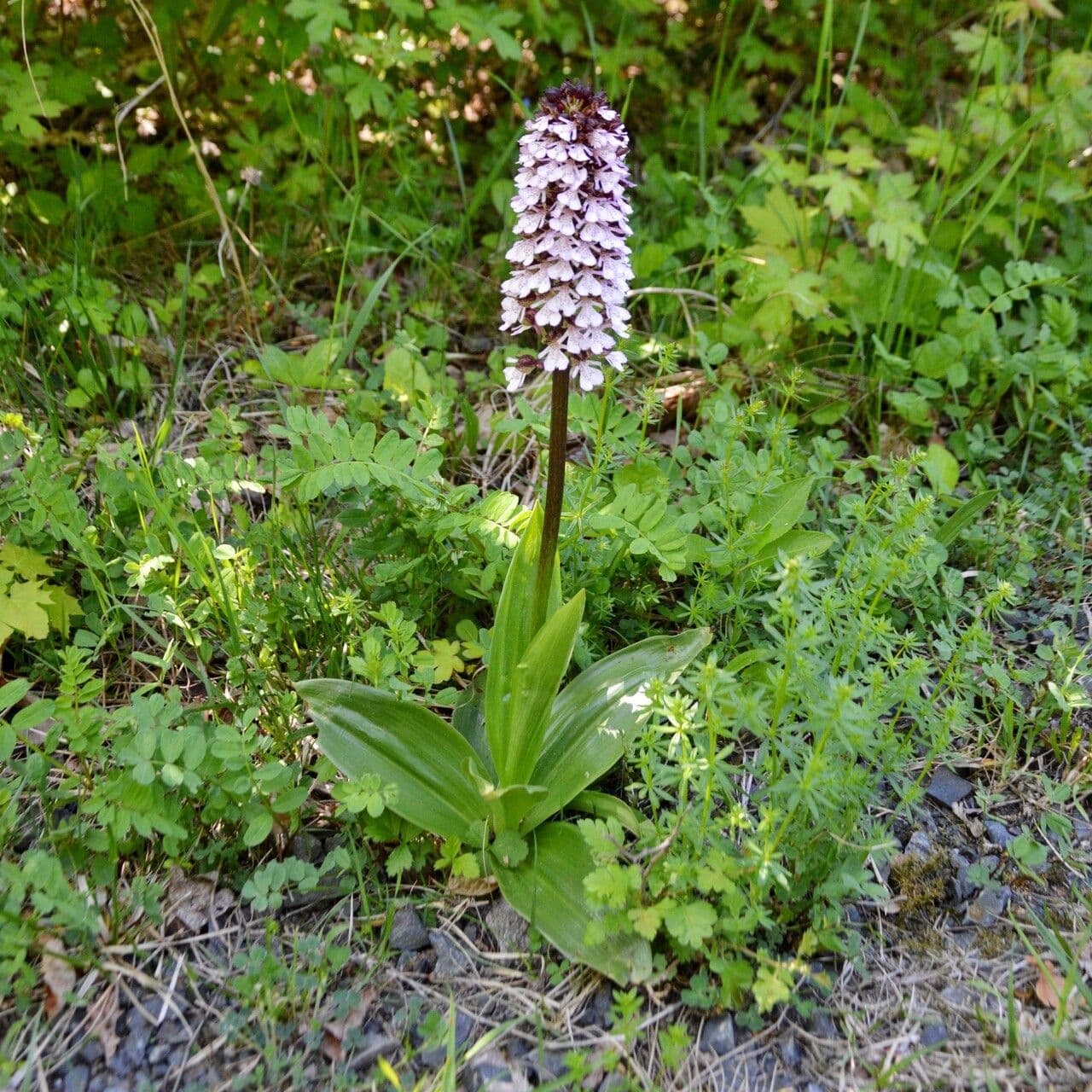Orchide maggiore 30
