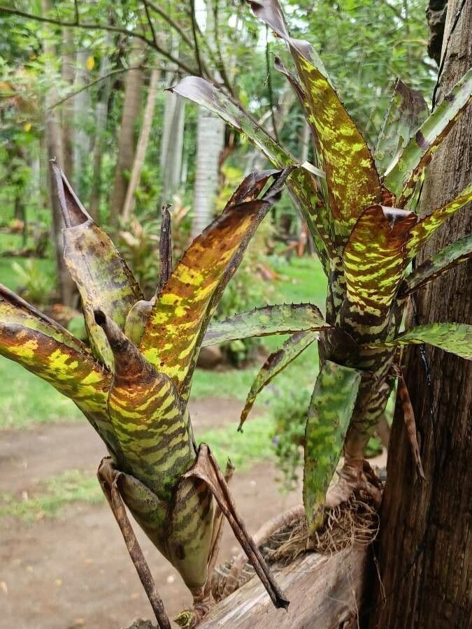 Aechmea 4