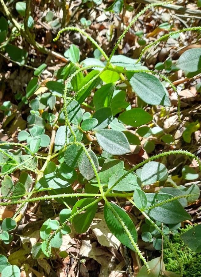 Peperomia blanda 5