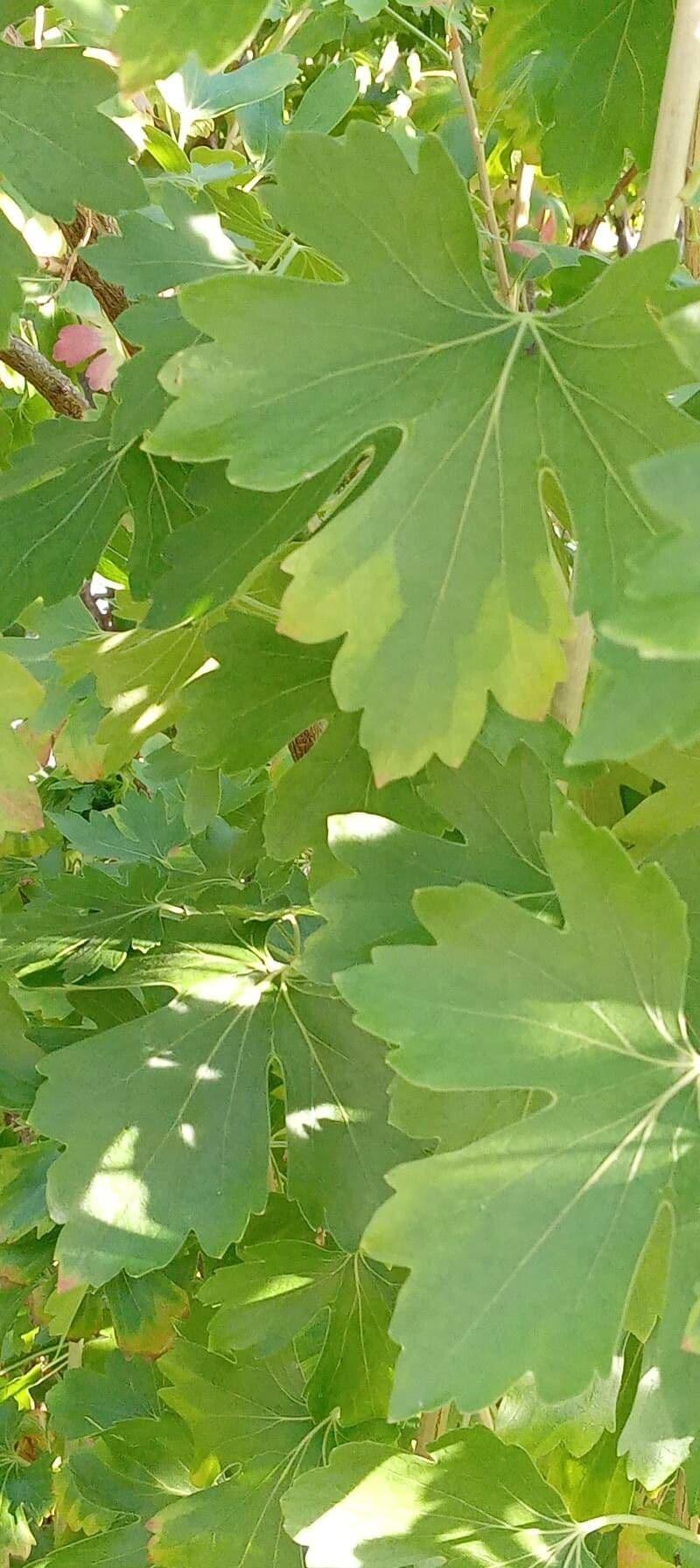 Ribes aureo 18