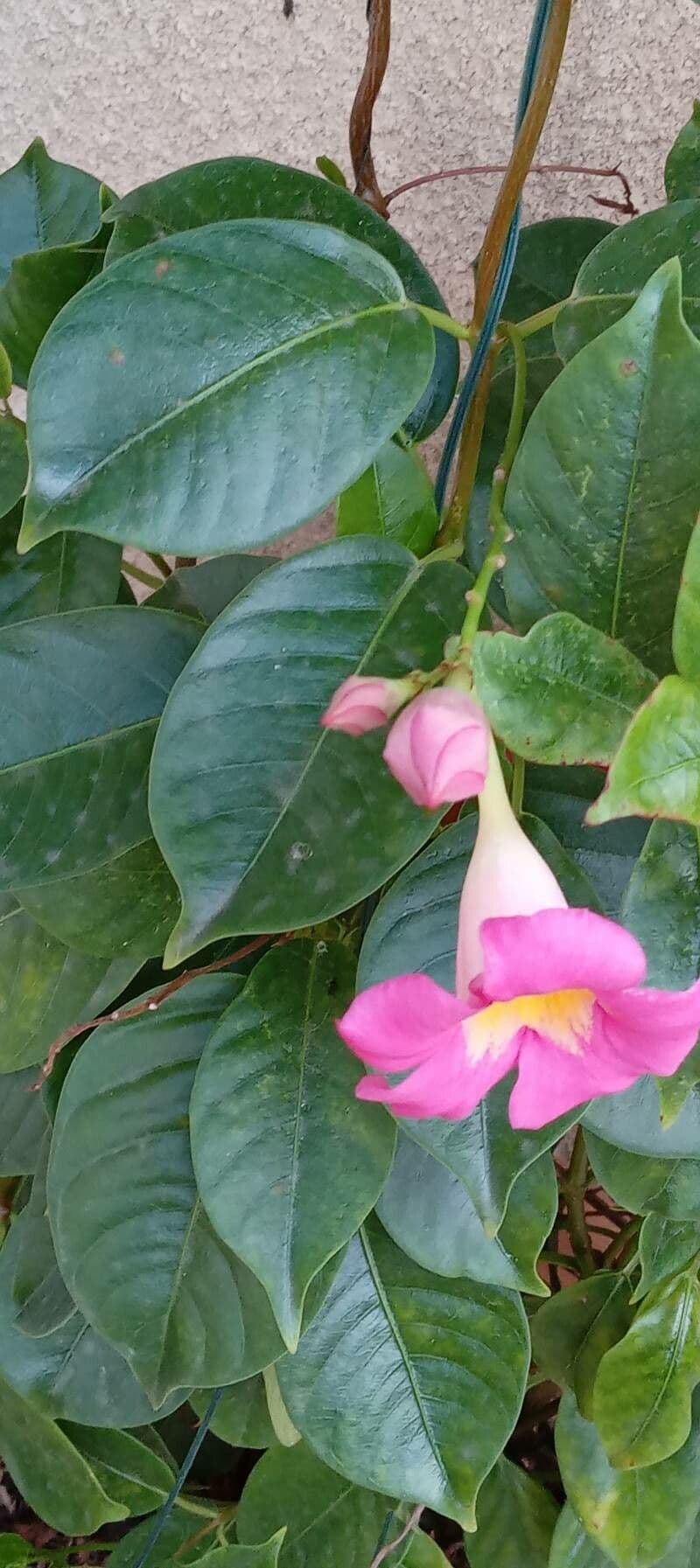 Chilenischer Jasmin 16