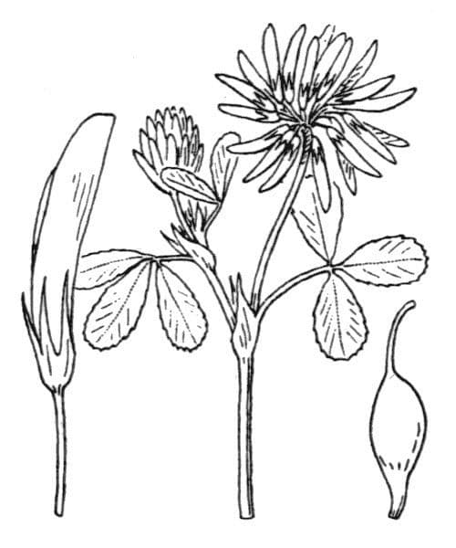 Trifoglio 26