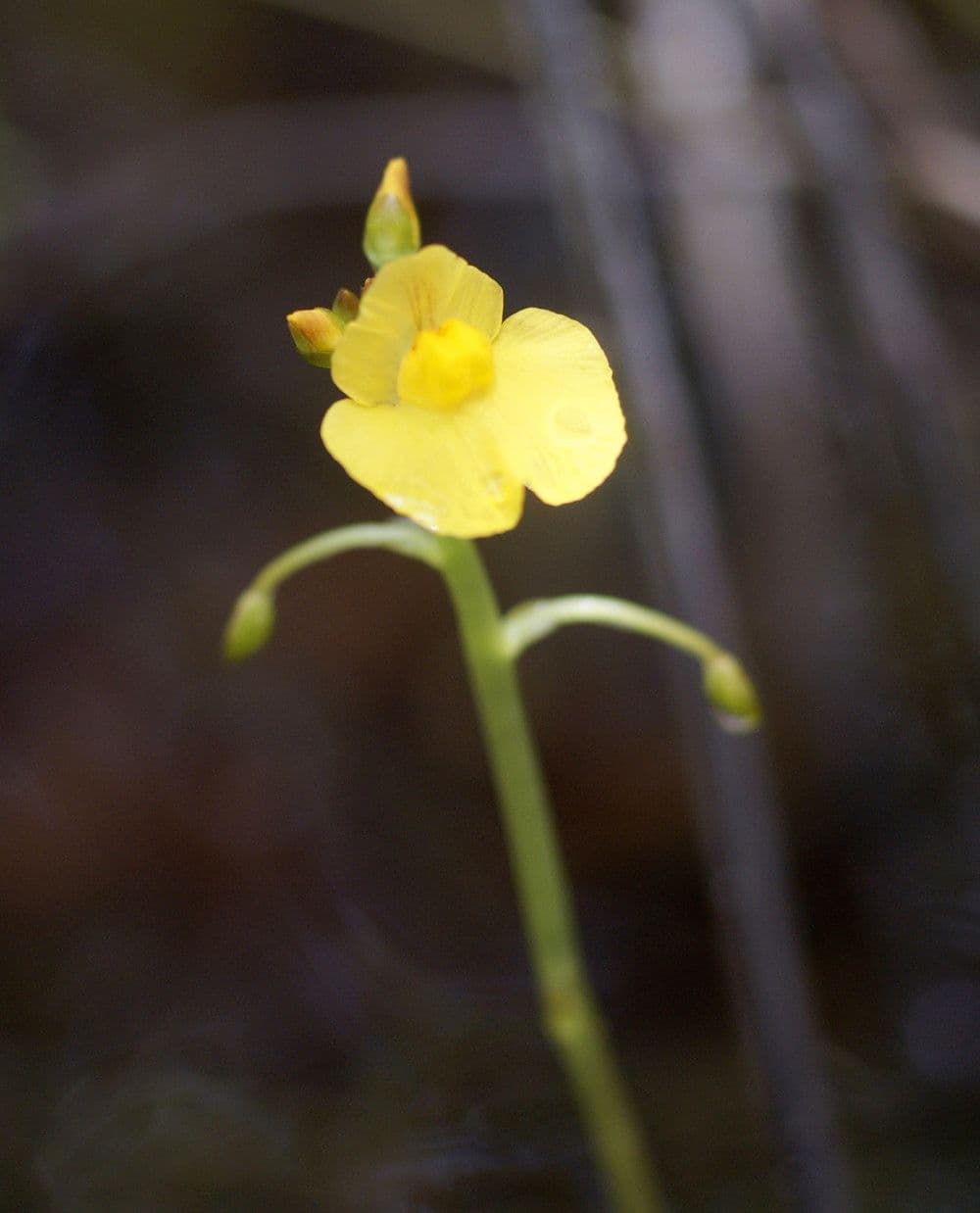 Utricularia foliosa 6