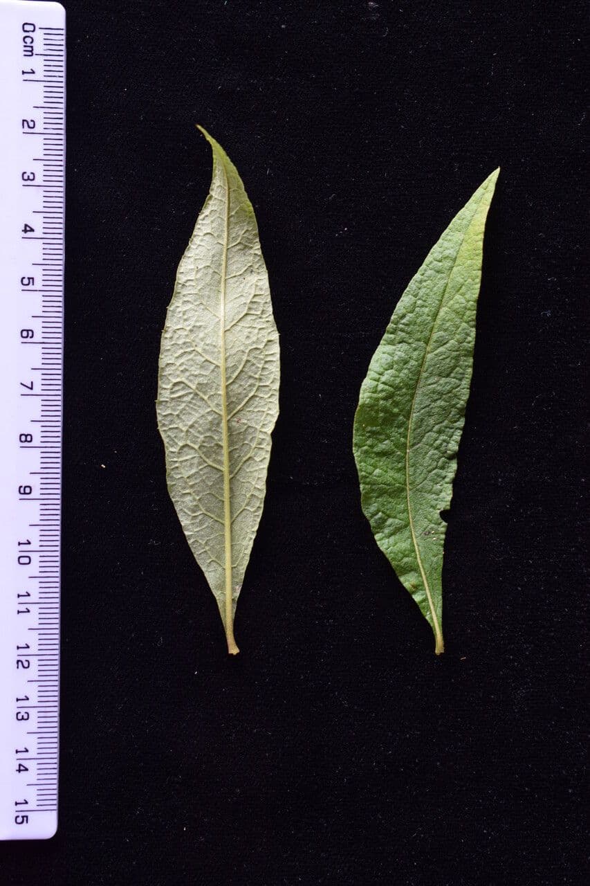 Aster 12