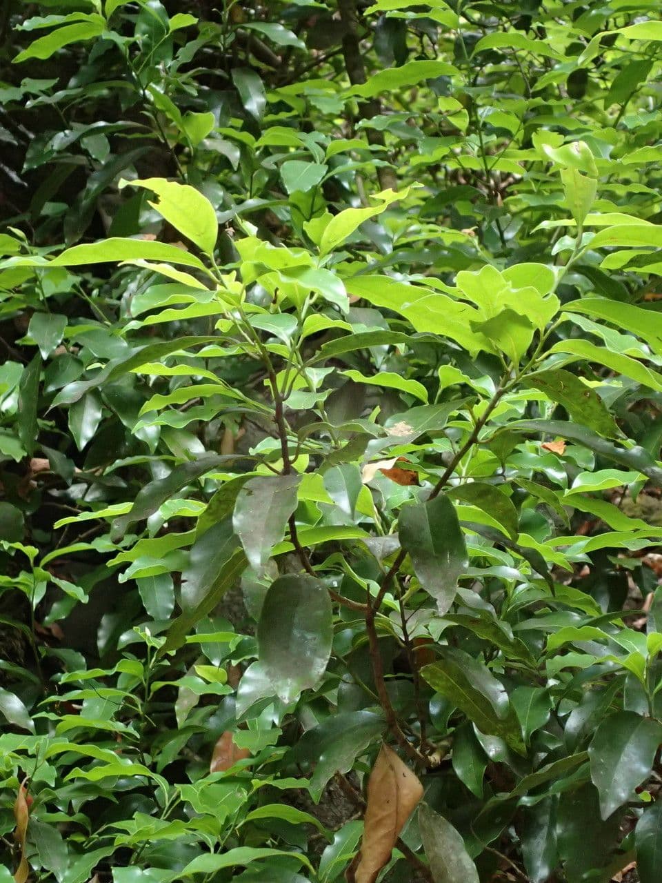 Ocotea 11
