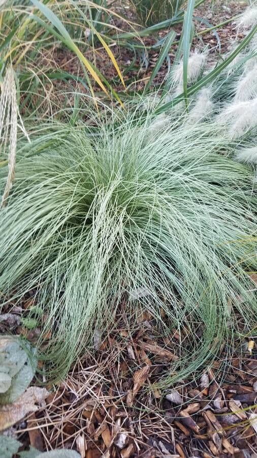 Festuca blu 12