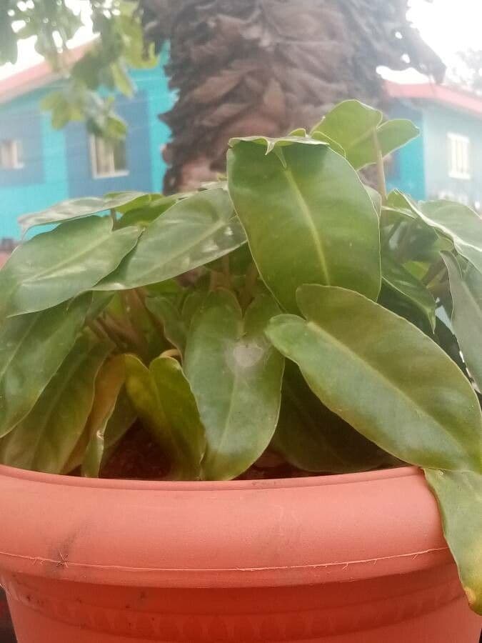 Philodendron 18