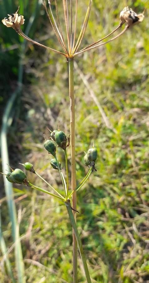 Nothoscordum