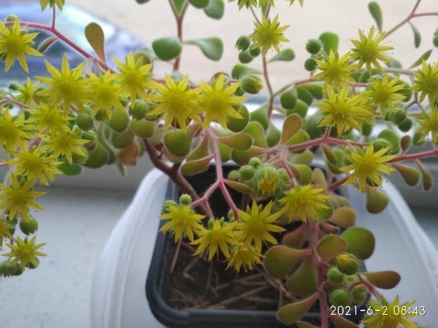 Aeonium lindleyi 2