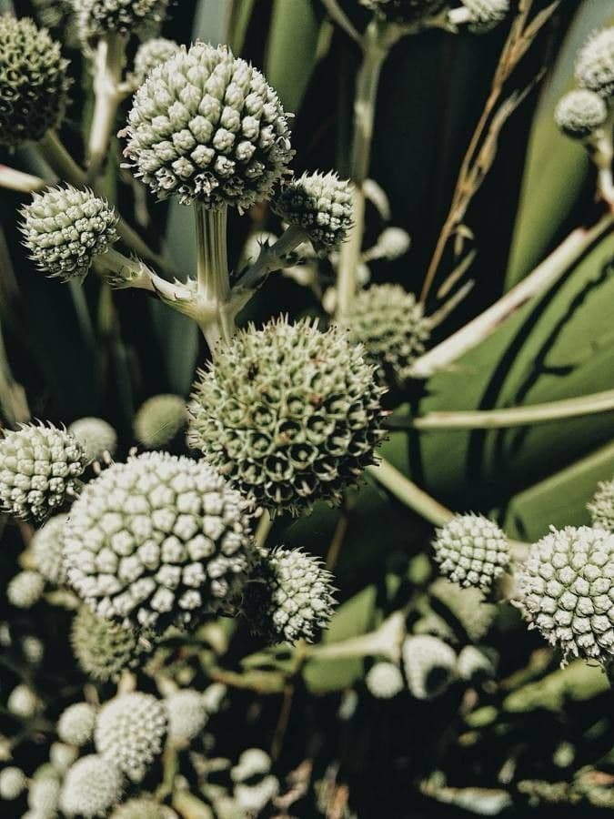 Yucca-Mannstreu 5