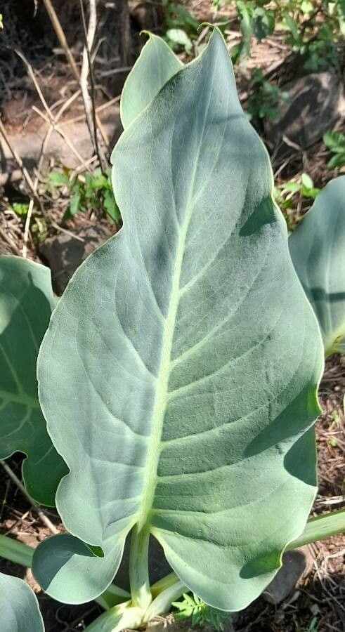 Synandrospadix 6