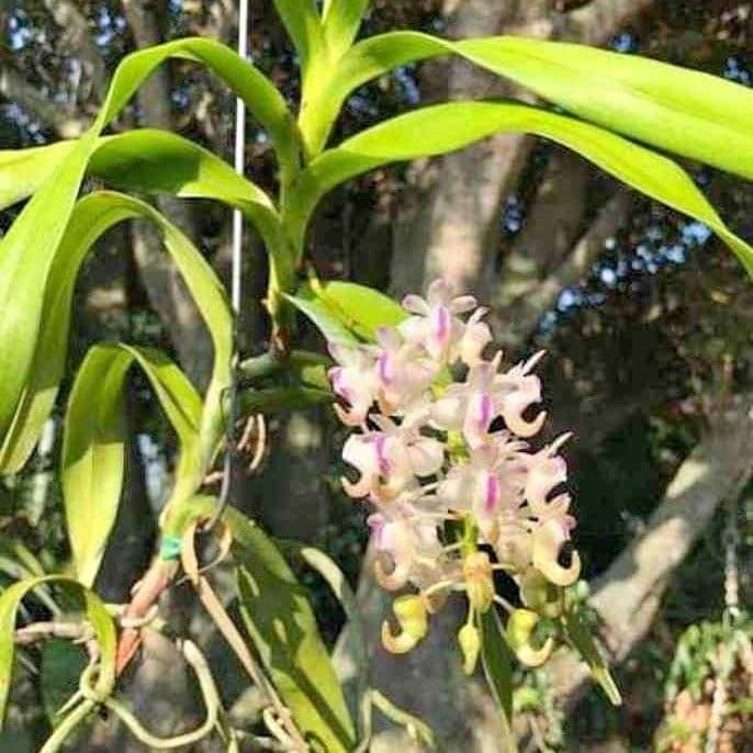 Aerides 4