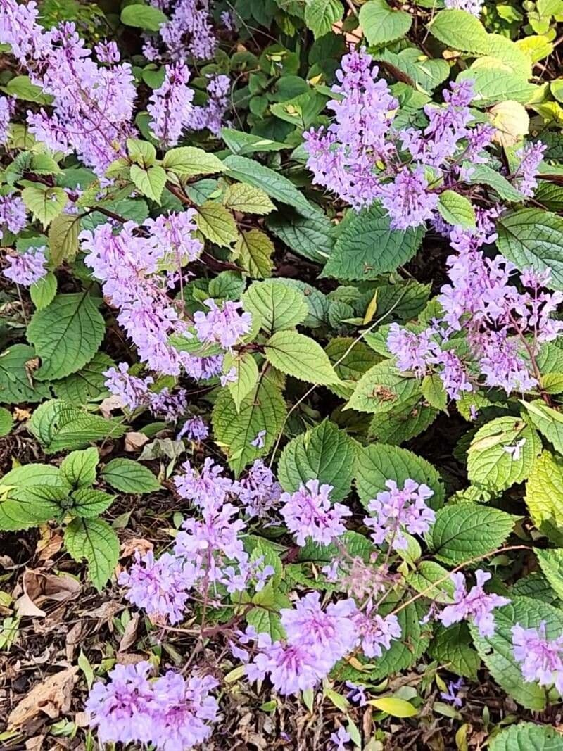 Plectranthus 4