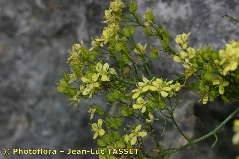 Biscutella frutescens 2