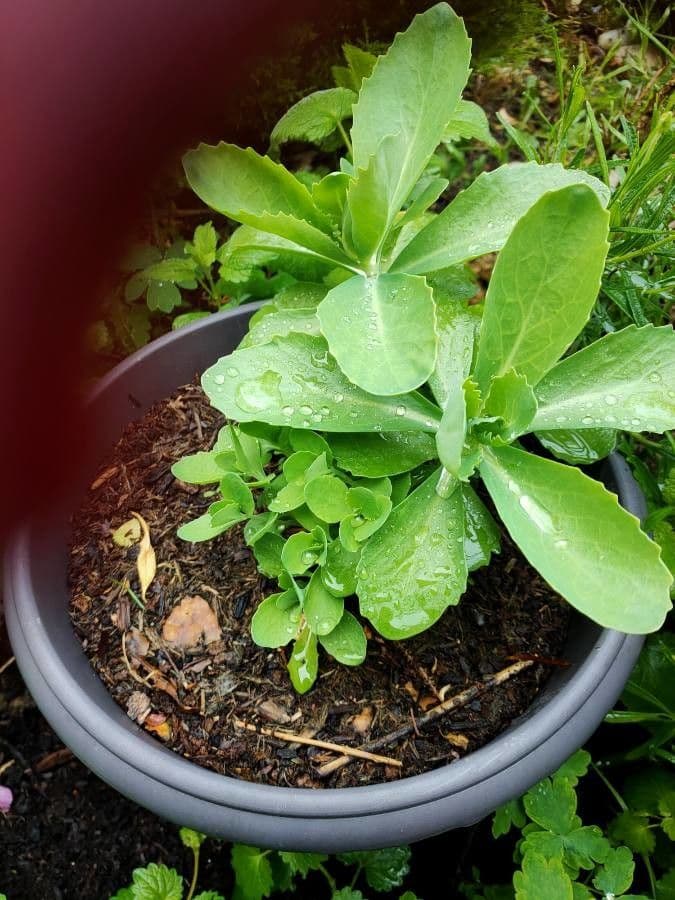 Sedum espectacular 11