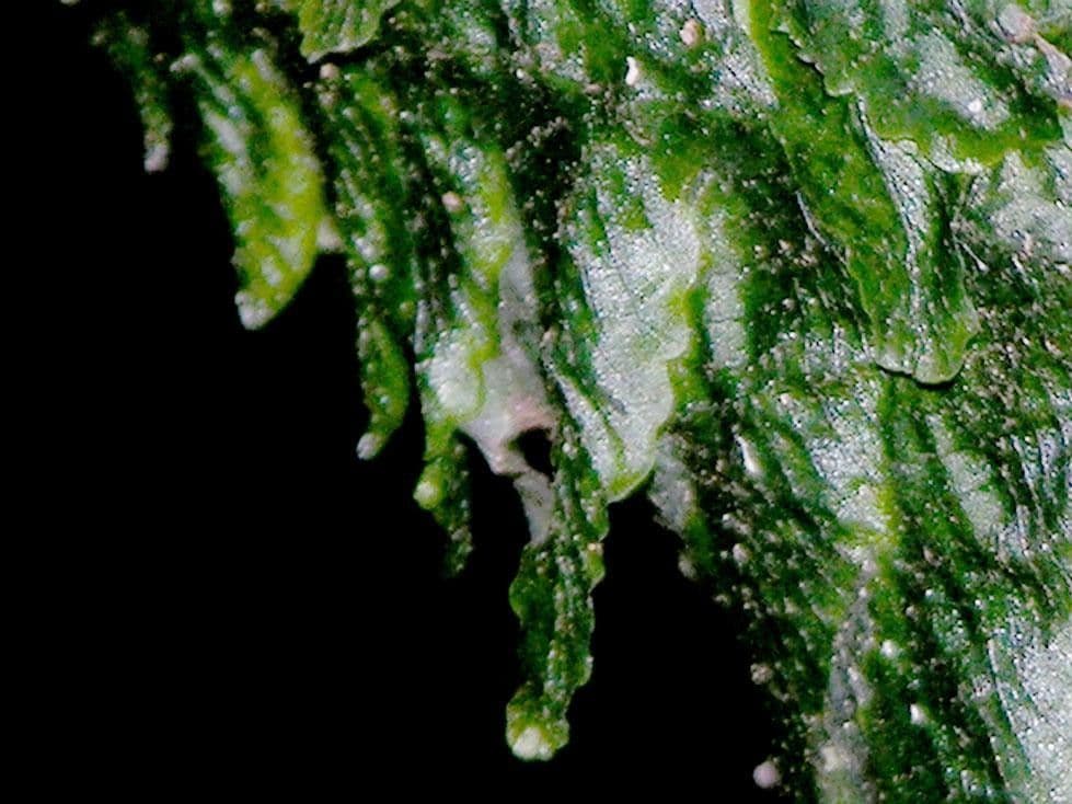 Trichomanes 4