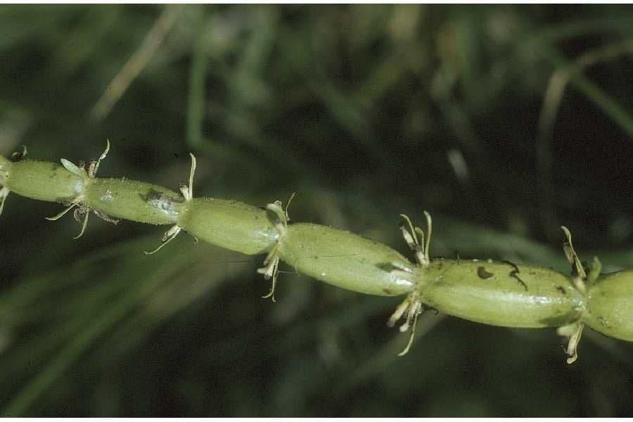 Hottonia inflata