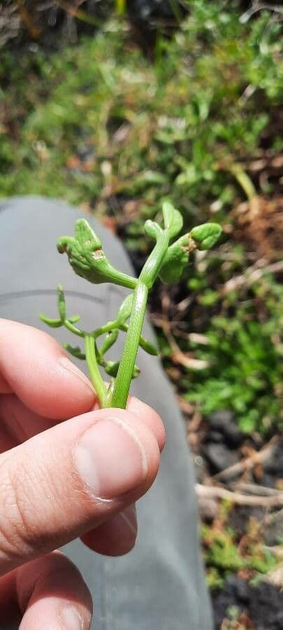 Prostrate marshwort 6