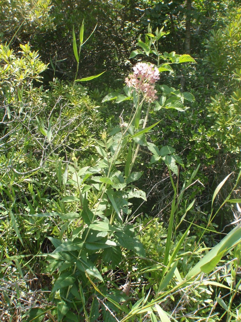 Asclepias rossa 6