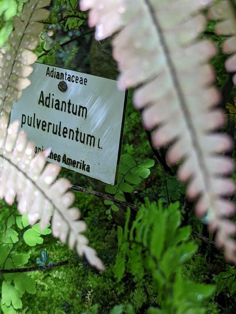 Adiantum 14