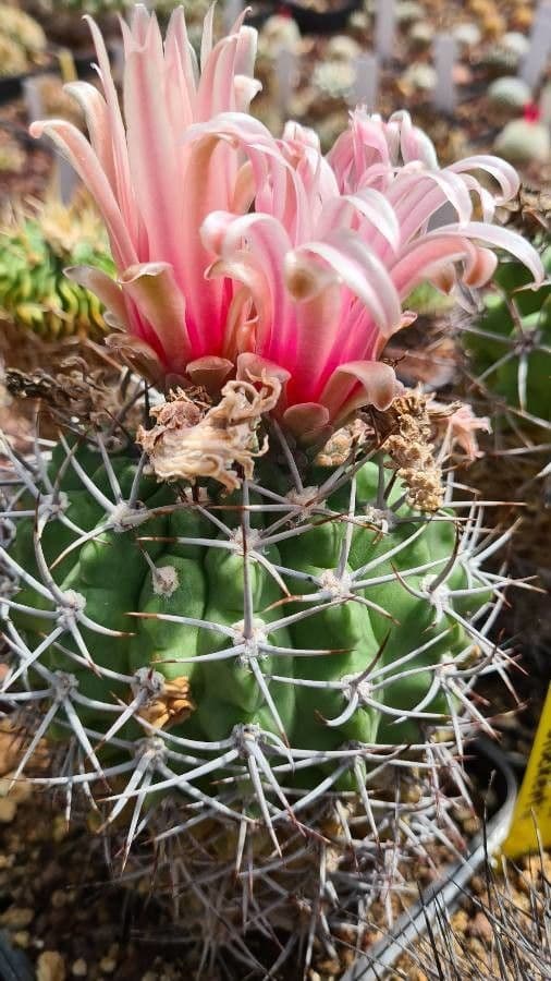 Cactus 2