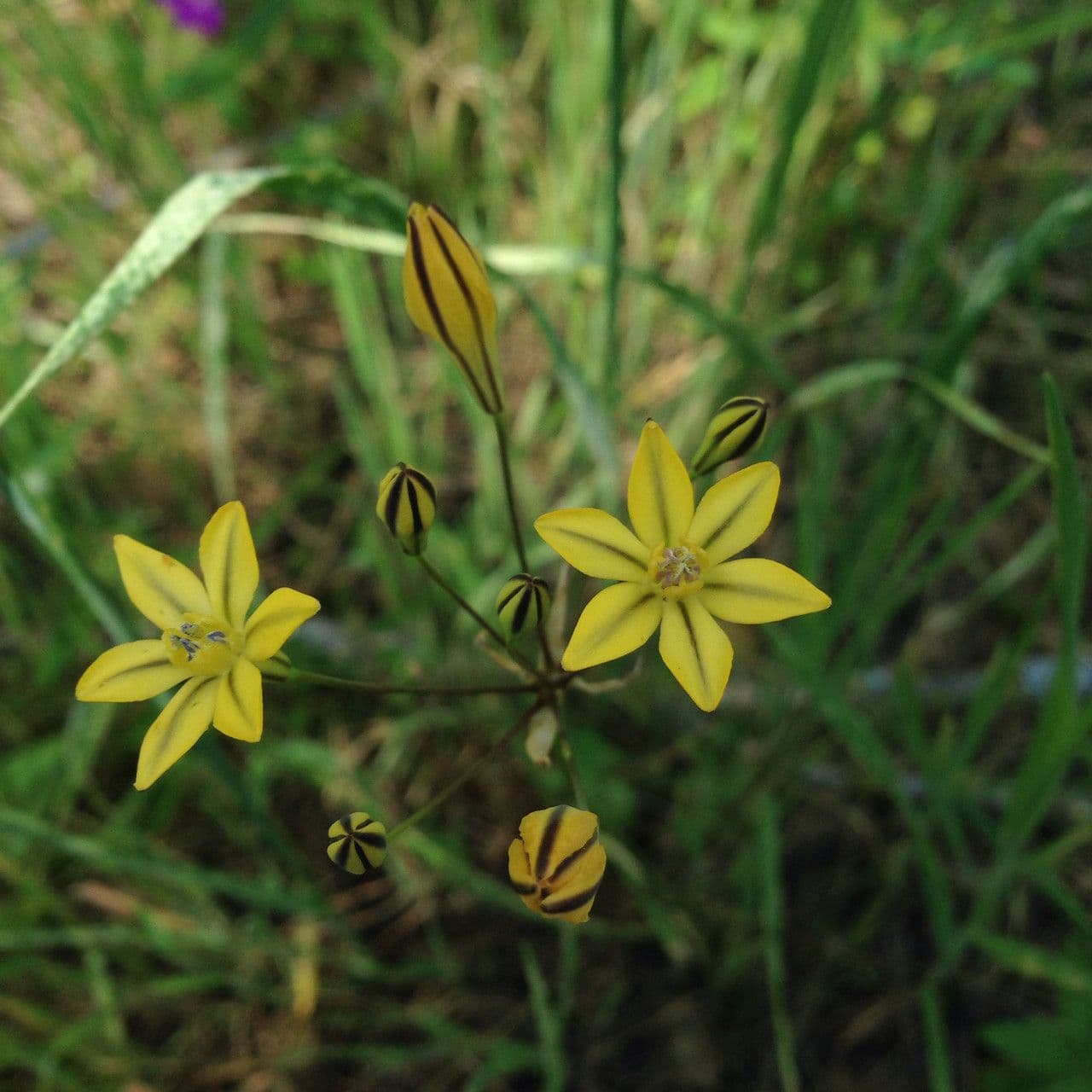 Triteleia 2