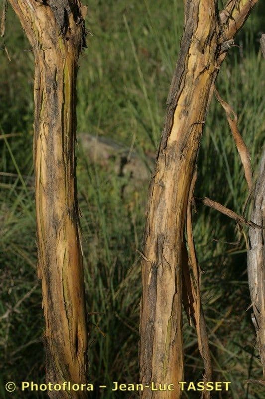 Adenocarpus decorticans 7