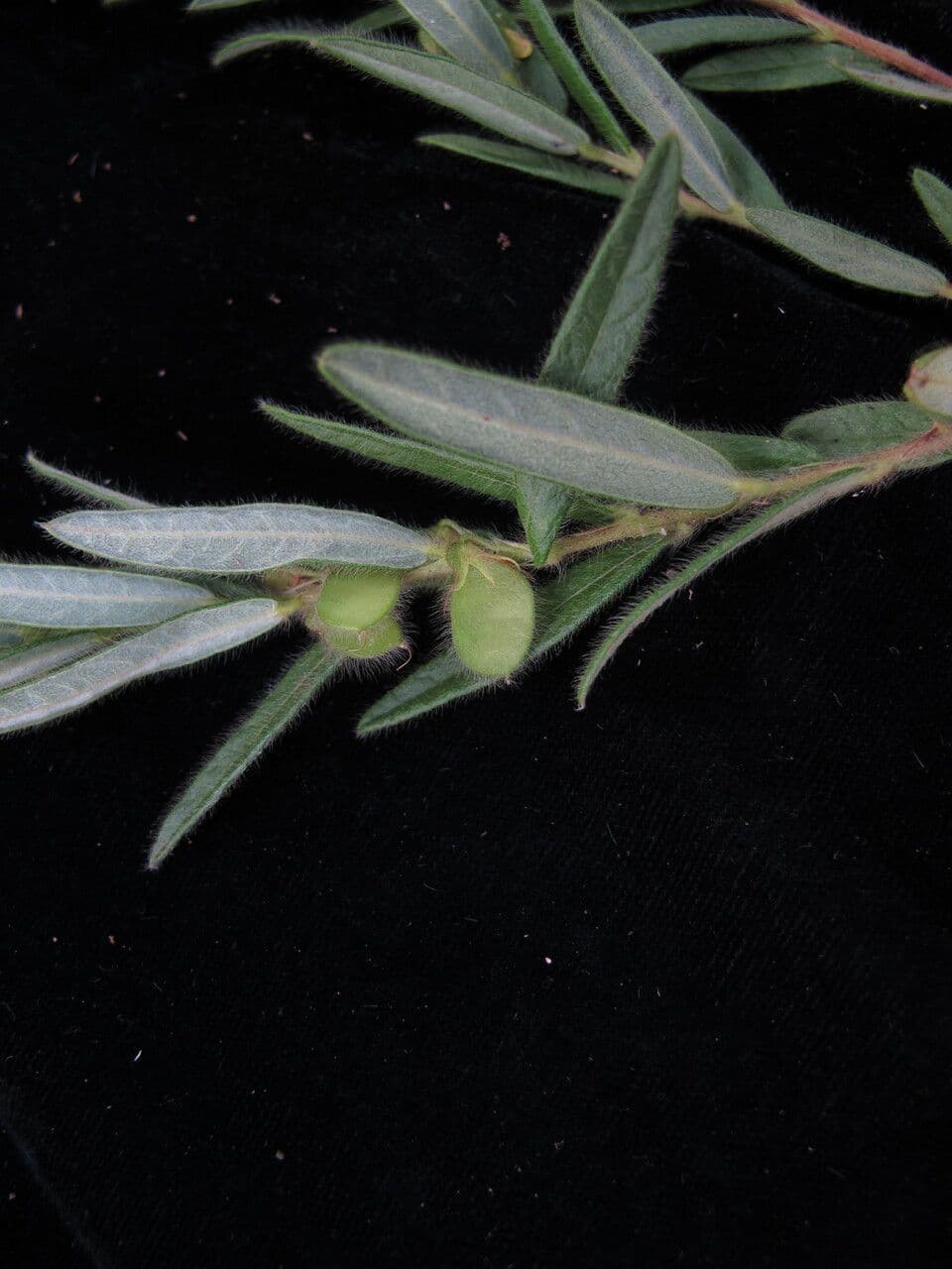 Eriosema 3