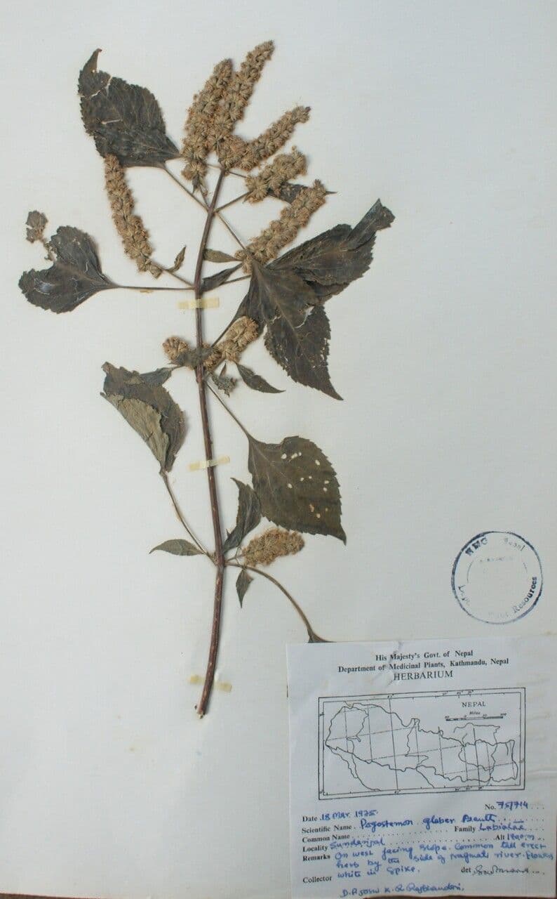 Pogostemon 4