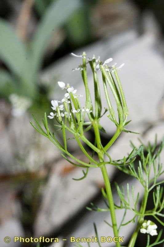 Scandice stellata 3